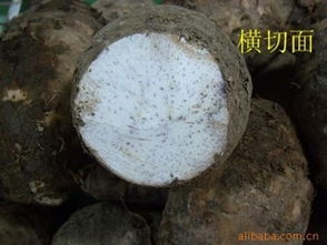 廣西桂林農(nóng)副土特產(chǎn)供應(yīng) 檳榔芋、荔浦鮮芋頭及種子市場(chǎng)行情分析